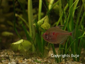 Hyphessobrycon erythrostigma