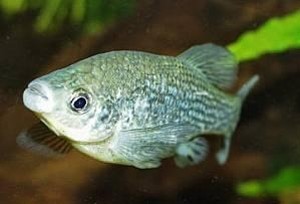 Ameca splendens