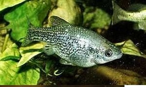 Ameca splendens