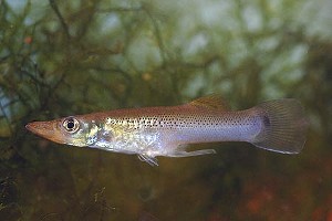 (c) Johnny Jensen - Akvariefoto.dk