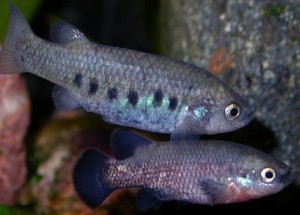 Characodon audax