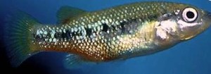Characodon lateralis