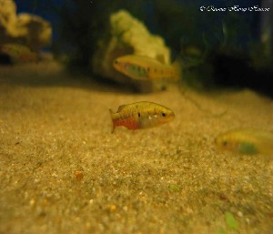 Characodon lateralis
