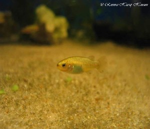 Characodon lateralis