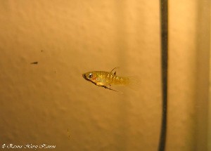 Girardinus metallicus