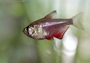 Hyphessobrycon flammeus