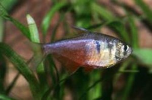 Hyphessobrycon flammeus