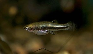 (c) Johnny Jensen – Akvariefoto.dk