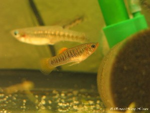 Limia tridens