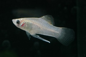 Phallichthys amates