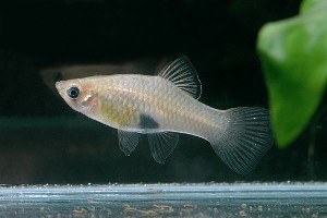 Phallichthys amates