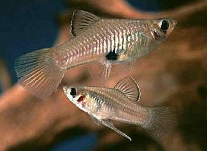 Phallichthys amates