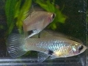 Phallichthys amates