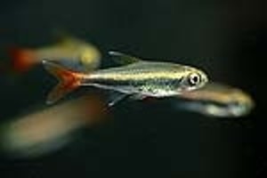 (c) Johnny Jensen - Akvariefoto.dk