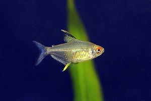 (c) Johnny Jensen - Akvariefoto.dk