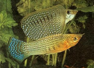 Poecilia velifera