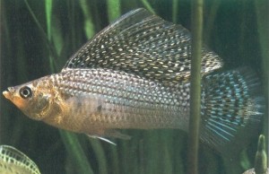 Poecilia velifera