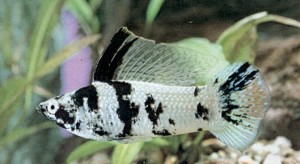 Poecilia velifera