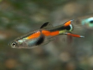 Poecilia wingei