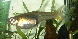 Poecilia wingei