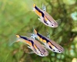 Poecilia wingei
