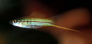 Grøn Sværddrager (c) Johnny Jensen - Akvariefoto.dk