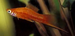 Rød Sværddrager (c) Johnny Jensen - Akvariefoto.dk