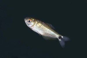 (c) Johnny Jensen - Akvariefoto.dk