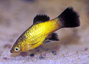Variant: Gold Neon Wagtail (c) Johnny Jensen – Akvariefoto.dk