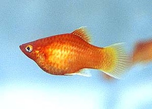 Variant: Rød (c) Johnny Jensen – Akvariefoto.dk