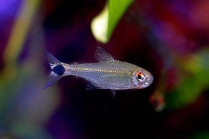 (c) Johnny Jensen - Akvariefoto.dk