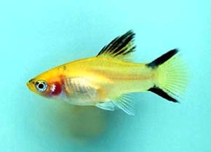 Variant: Golden Moon