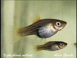 Foto: Alain Grioche, http://france.vivipare.free.fr/