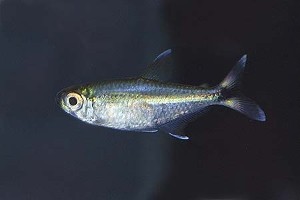 (c) Johnny Jensen - Akvariefoto.dk
