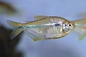 (c) Johnny Jensen - Akvariefoto.dk
