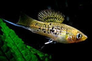 Xiphophorus nezahualcoyotl