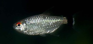 (c) Johnny Jensen - Akvariefoto.dk