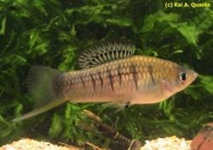Xiphophorus nezahualcoyotl