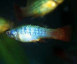 (c) Johnny Jensen - Akvariefoto.dk