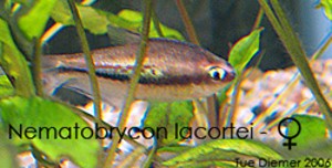 Nematobrycon lacortei