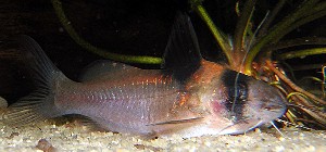 Brachyrhamdia sp.