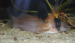 Brachyrhamdia sp.