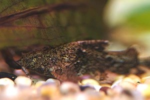 (c) Johnny Jensen - Akvariefoto.dk