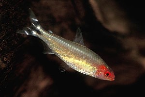 Petitella georgiae (c) Johnny Jensen, akvariefoto.dk