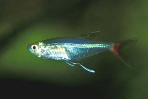 (c) Johnny Jensen - akvariefoto.dk