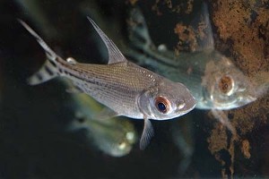(c) Johnny Jensen - Akvariefoto.dk