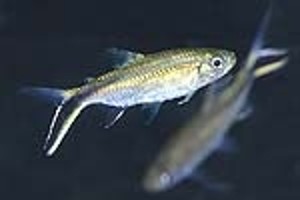 (c) Johnny Jensen - Akvariefoto.dk