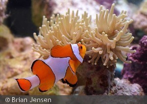 Amphiprion ocellaris(c) Brian Jensen