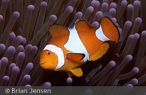 almindelig klovn ved anemone