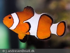 Amphiprion ocellaris